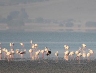 Visual feast of flamingos in Seyfe