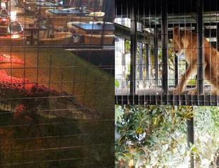 Turkish cafe with exotic animals shut down: Activists