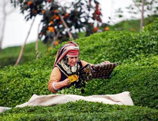 Turkey exports tea to 93 countries in first 6 months