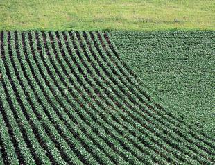 US farmers caught in trade war with China
