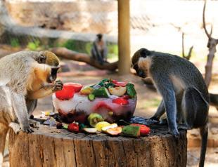 Zoo inhabitants cool off with iced fruit
