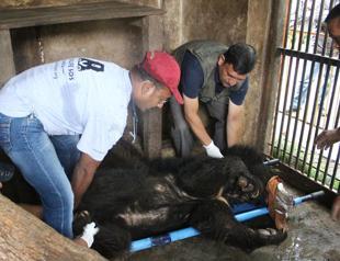 Nepals last known dancing bear finds home in Indian sanctuary