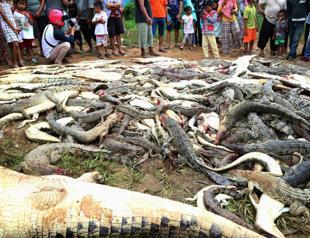 Indonesia mob kills hundreds of crocodiles after man dies