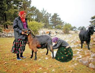 Turkey’s last nomads roam Anatolia