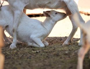 Baby animals born in Gaziantep Zoo