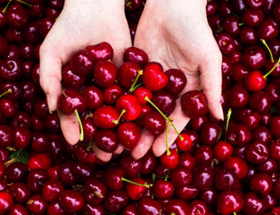 Local growers expect boost to cherry exports to China