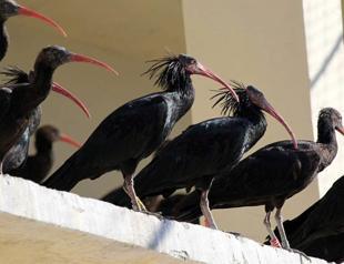 Bald ibises protected against electricity