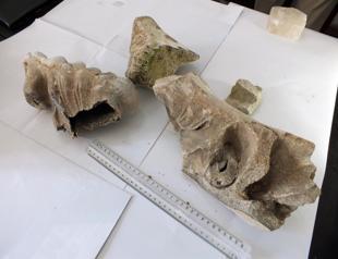 Eight million-year-old fossil found in Yozgat