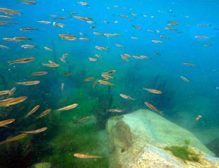 ‘Turkey’s roof’ similar to natural aquarium