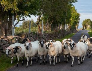 Contagious ovine rinderpest virus reported in Bulgaria, by Turkey border