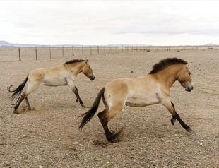 Long way home as Przewalski’s horses fly to Mongolia