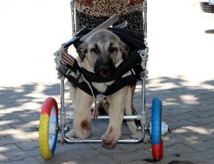 New design by ‘Repairman of Lives’ makes dog walk again