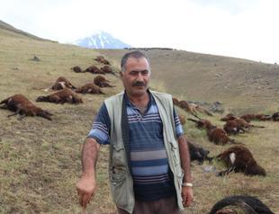 More than 70 sheep perished in lightning strike