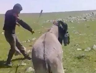Villager fined for beating blindfolded donkey in eastern Turkey