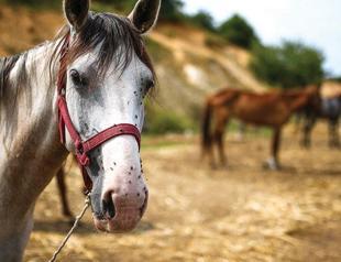 Horses stuck in Istanbul to be sent back to their cities