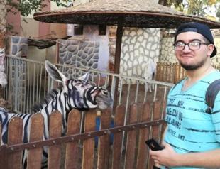 Cairo zoo accused of painting donkeys like zebras