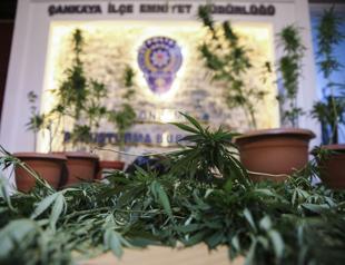 Ankara police detain man growing cannabis in garden