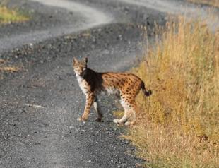 ‘Lucky’ man photographs red lynx in eastern Turkey