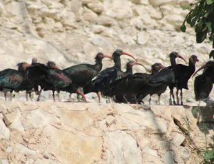 Protected bald ibises have new babies