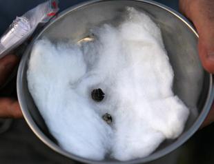 3,000 year-old nutshell found in Black Sea