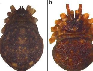 New spider species discovered in southeast Turkey