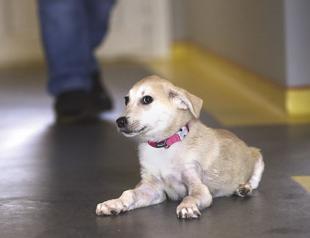 Wounded puppy ‘Kuzey’ recovering