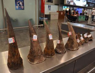 1.3 million liras worth rhino horns seized at Istanbul airport