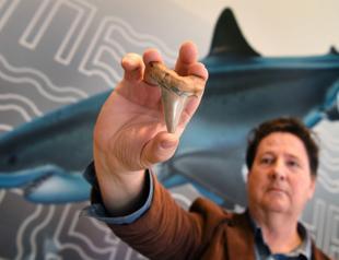 Rare teeth from ancient mega-shark found on Australia beach