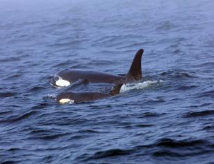 Rescue team rushes to help ailing orca spotted off Canada