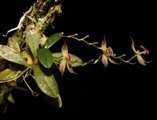 New species of orchid discovered in Peruvian jungle