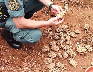 Spanish police smash Europes biggest illegal turtle farm