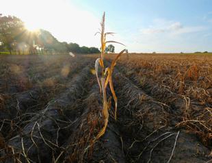 Germany gives aid to drought-hit farmers after poor harvest