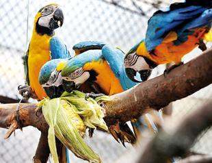 Birds that blush: Scientists document an animal mystery