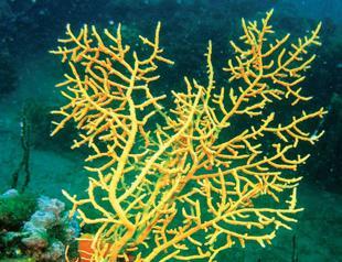 Endangered coral transported across Marmara islands via special method