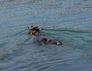 Turkish owner pardons bull after it escaped sacrifice by swimming 23 kilometers