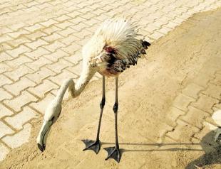 Wounded flamingo under treatment in Turkey’s Van