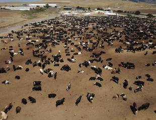 Anthrax-infected cattle imports from Brazil worry local breeders in Ankara