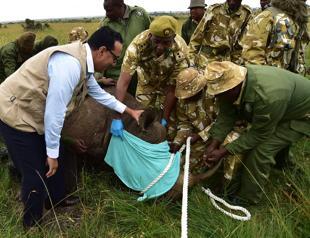 Plan to save Kenyas rhino left 11 dead