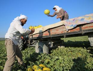 Turkish agricultural self-sufficiency a great opportunity: Analysis