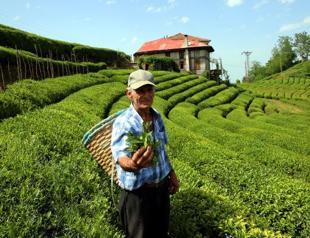 Germany top importer of Turkish tea