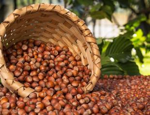 Turkey earns nearly $1.8 bln in hazelnut exports during season