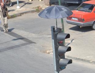 Umbrella protects dove and chicks from heat