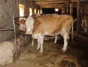 Officials dismiss claims of anthrax incident in Ankara’s Mamak district