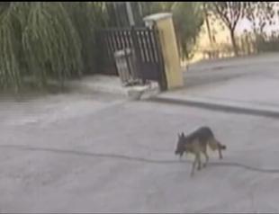 Video: Injured dog walks into hospital alone in Turkey’s north