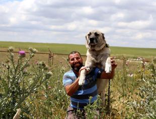 Tuscany councilor calls for Kangal dogs against wolf attacks
