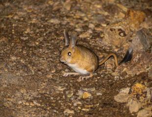 Jerboa spotted in Gümüşhane