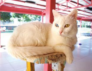 Van cat center raising awareness, protecting felines