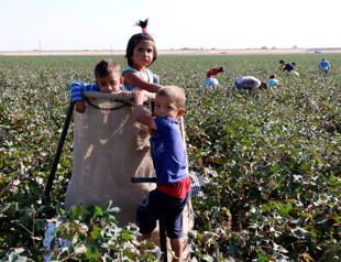 Thousands of children work on farm lands in Turkeys southeast instead of going to school