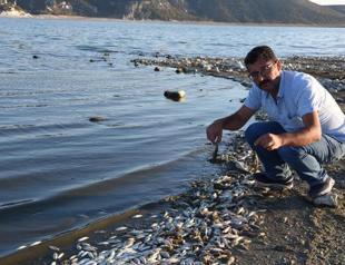 Mass fish deaths in Porsuk Dam lead to concerns