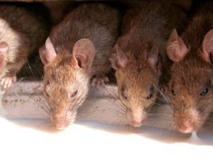 Worlds first human case of rat disease found in Hong Kong